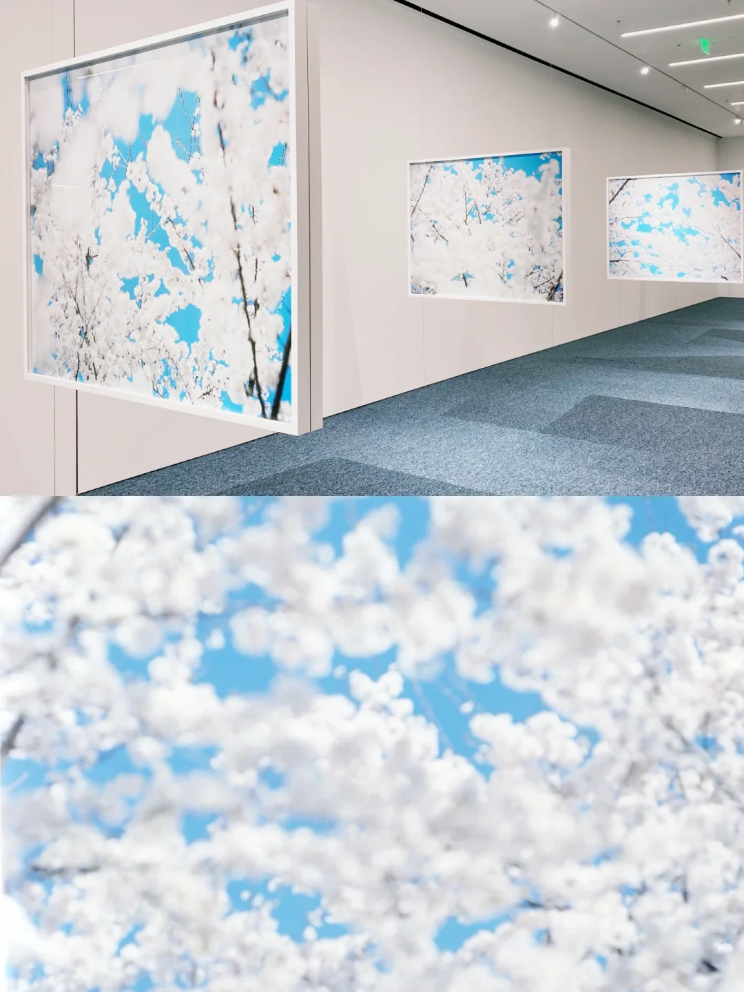 0元看展-上生新所·一面是樱花一面是雪花