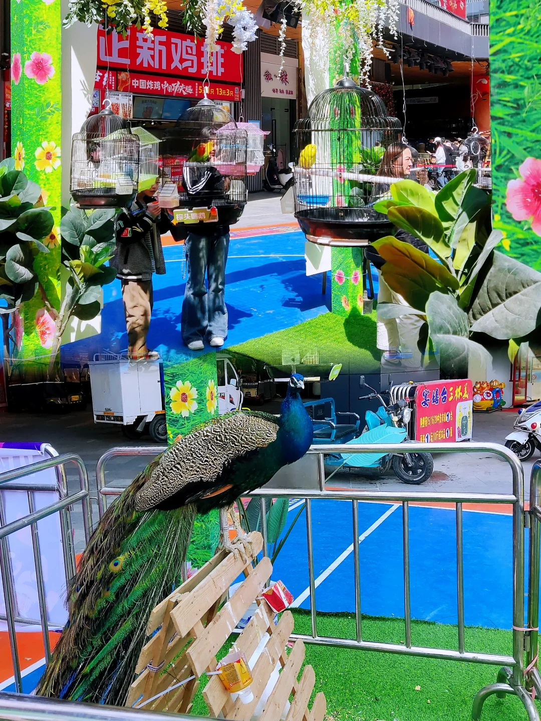 ?百鸟齐鸣贺盛世，?孔雀展翅启新章