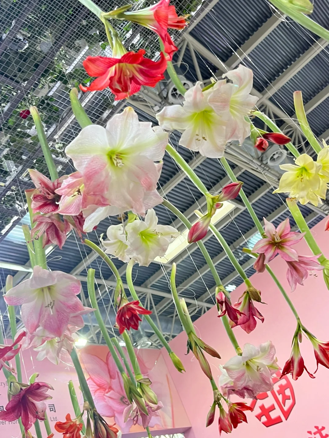 逛展指南✅ 第26届中国花卉园艺展览会