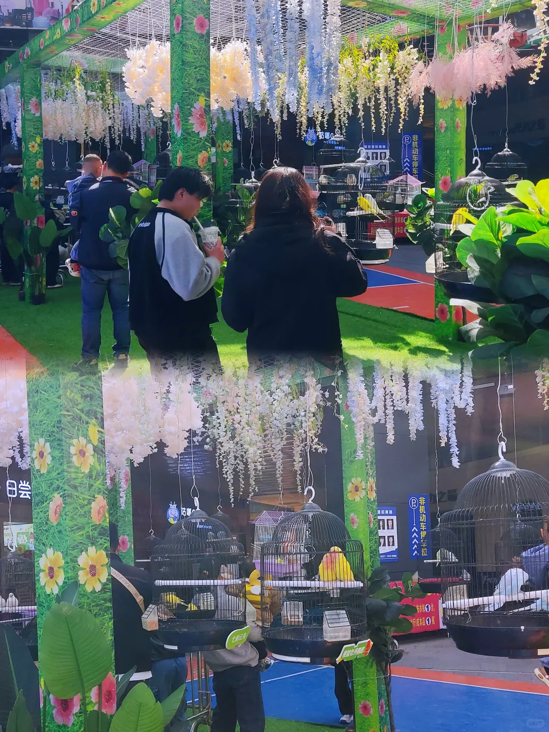 ?百鸟齐鸣贺盛世，?孔雀展翅启新章