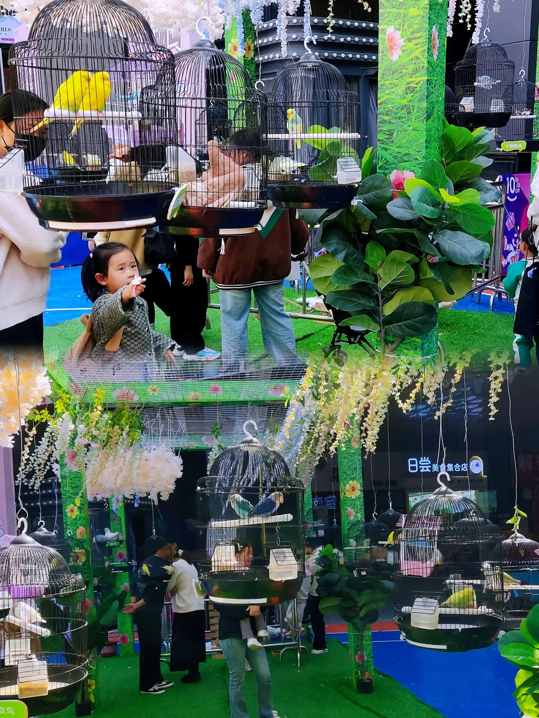 ?百鸟齐鸣贺盛世，?孔雀展翅启新章