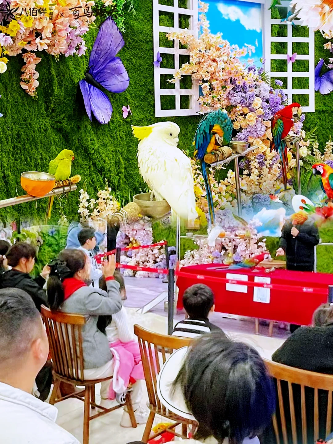 ?百鸟齐鸣贺盛世，?孔雀展翅启新章