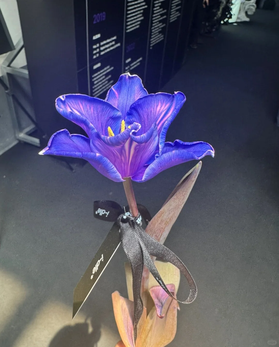 娃七周年展览会 视听新歌 全员solo ??