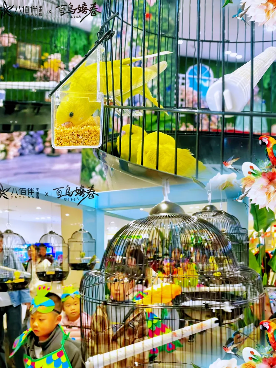 ?百鸟齐鸣贺盛世，?孔雀展翅启新章