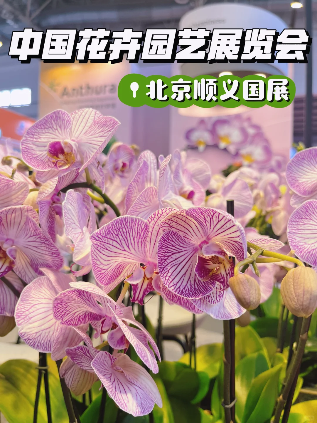 逛展指南✅ 第26届中国花卉园艺展览会