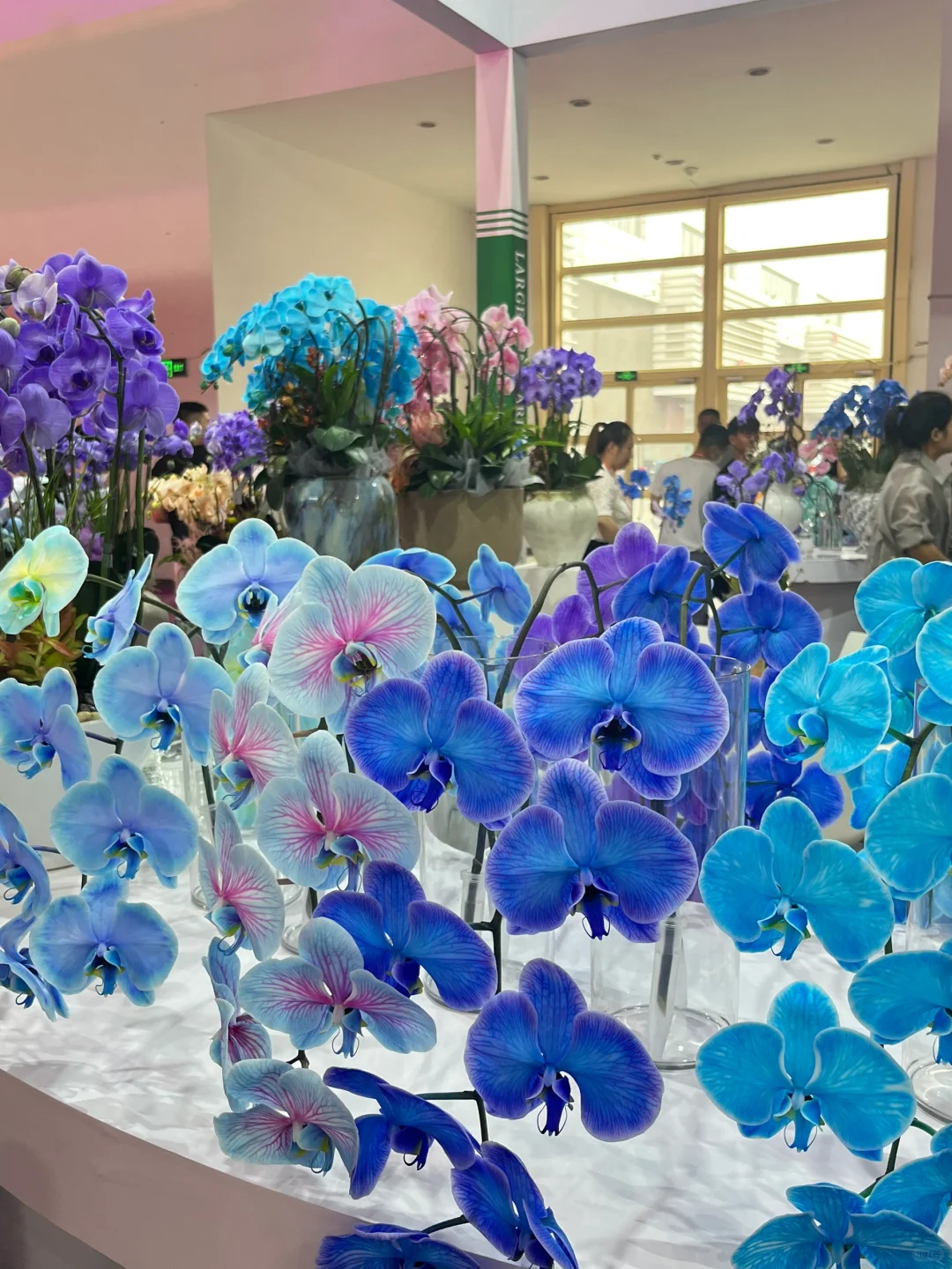 逛展指南✅ 第26届中国花卉园艺展览会