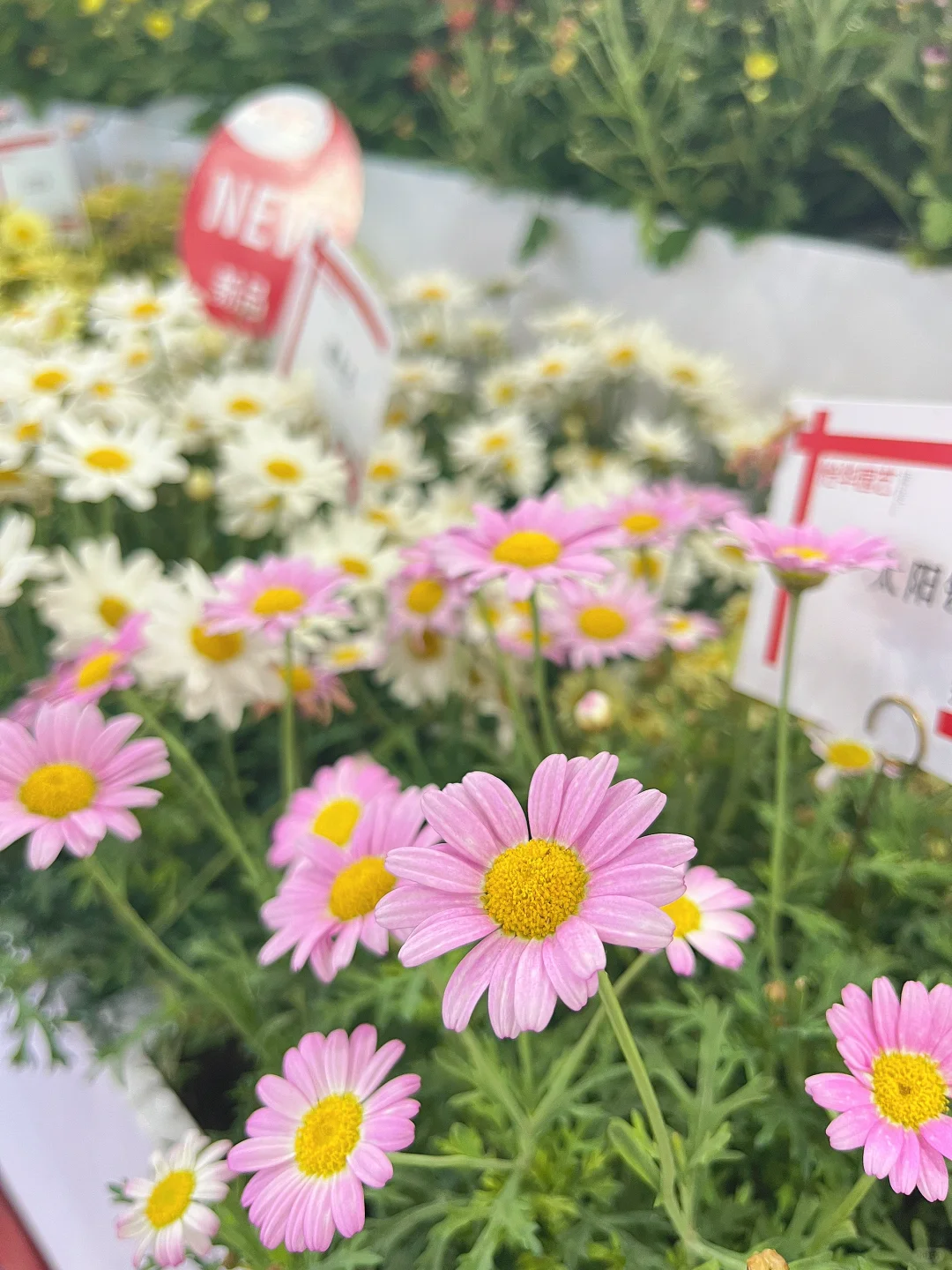 逛展指南✅ 第26届中国花卉园艺展览会