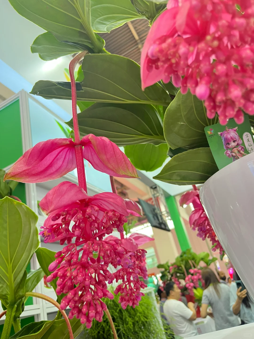 逛展指南✅ 第26届中国花卉园艺展览会