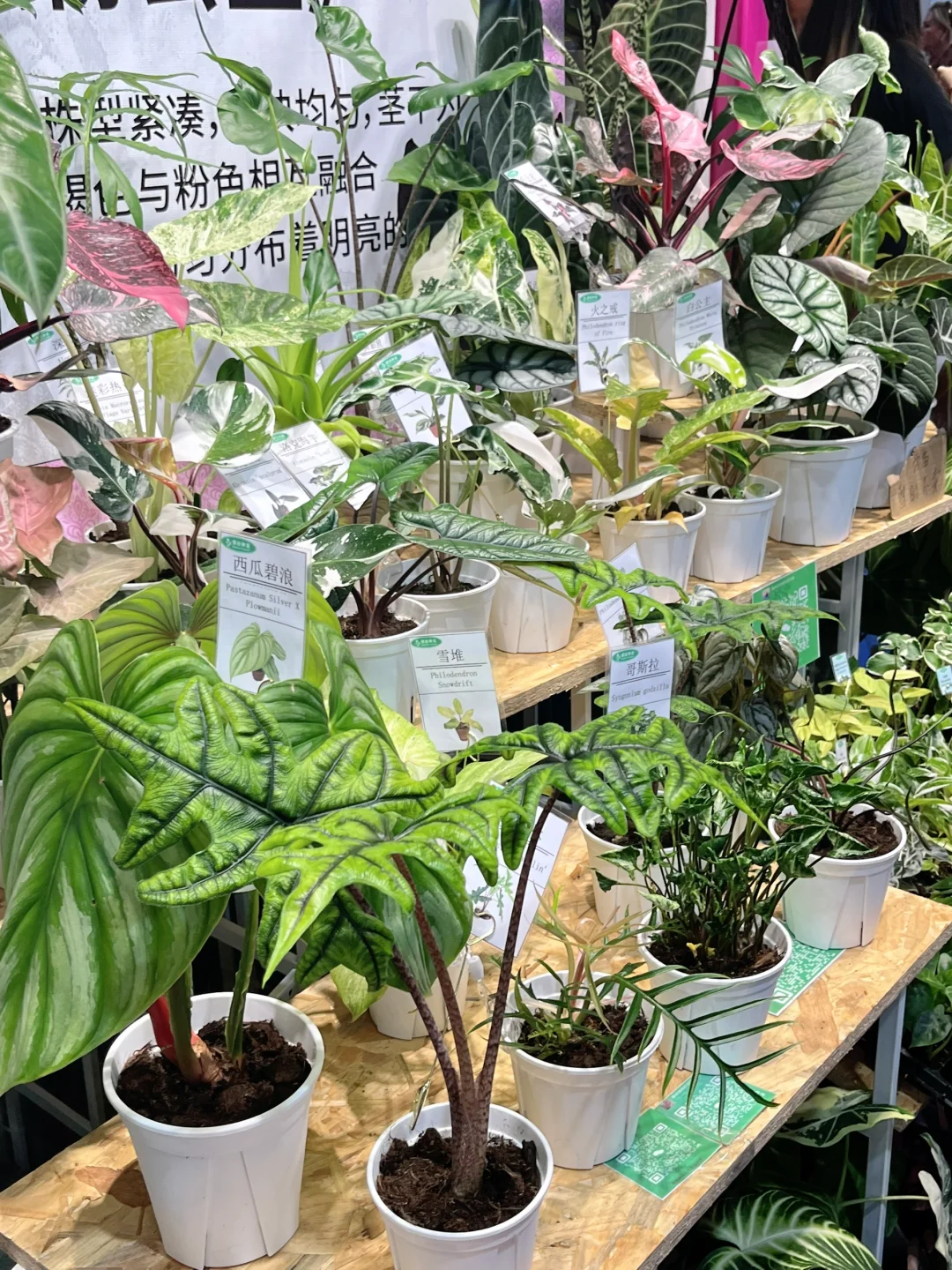 逛展指南✅ 第26届中国花卉园艺展览会