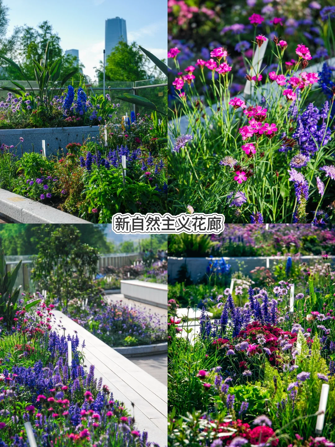 五一走花路?丨上海花展前滩citywalk