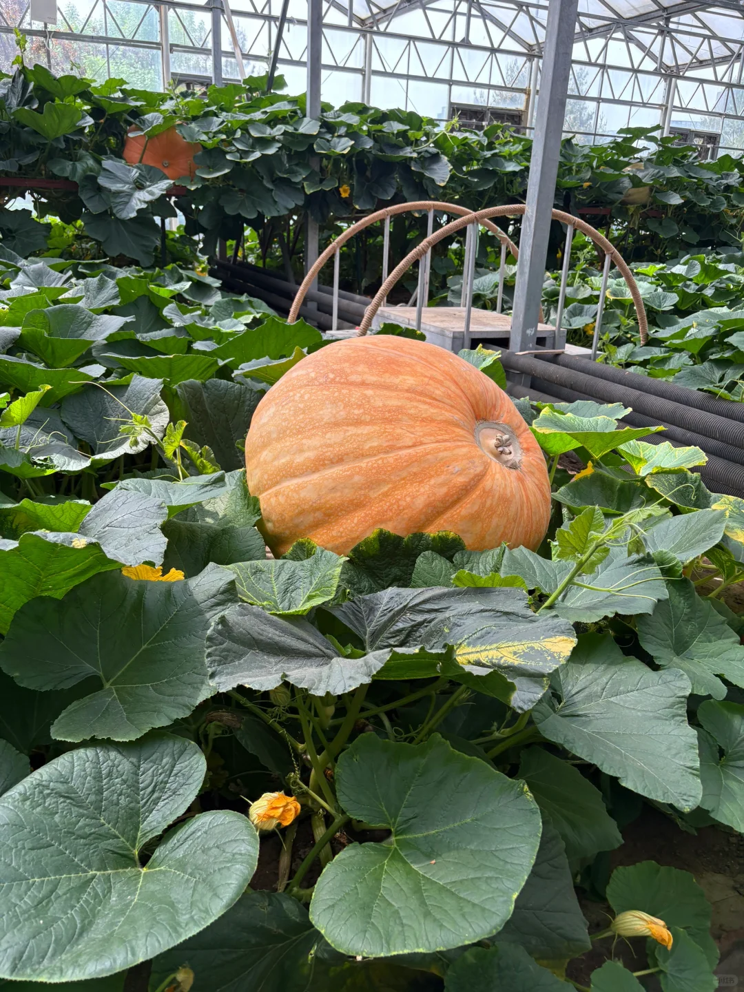 菜博会好久不见