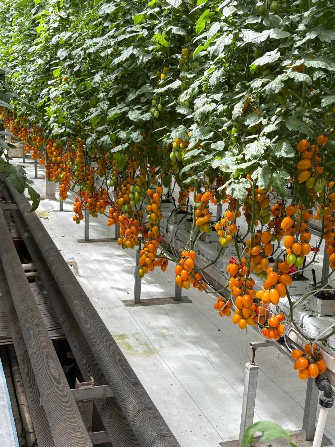 菜博会好久不见