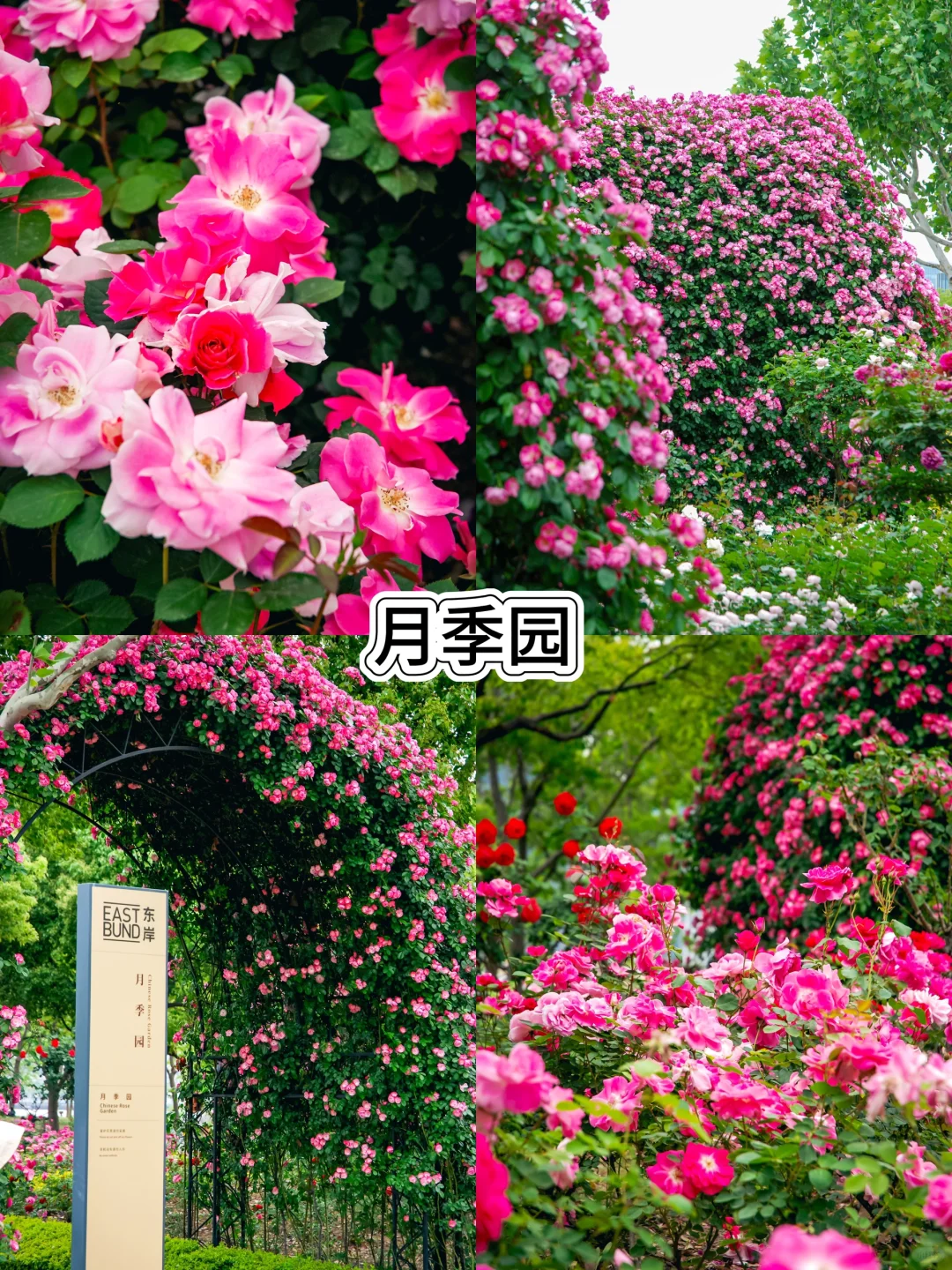 五一走花路?丨上海花展前滩citywalk