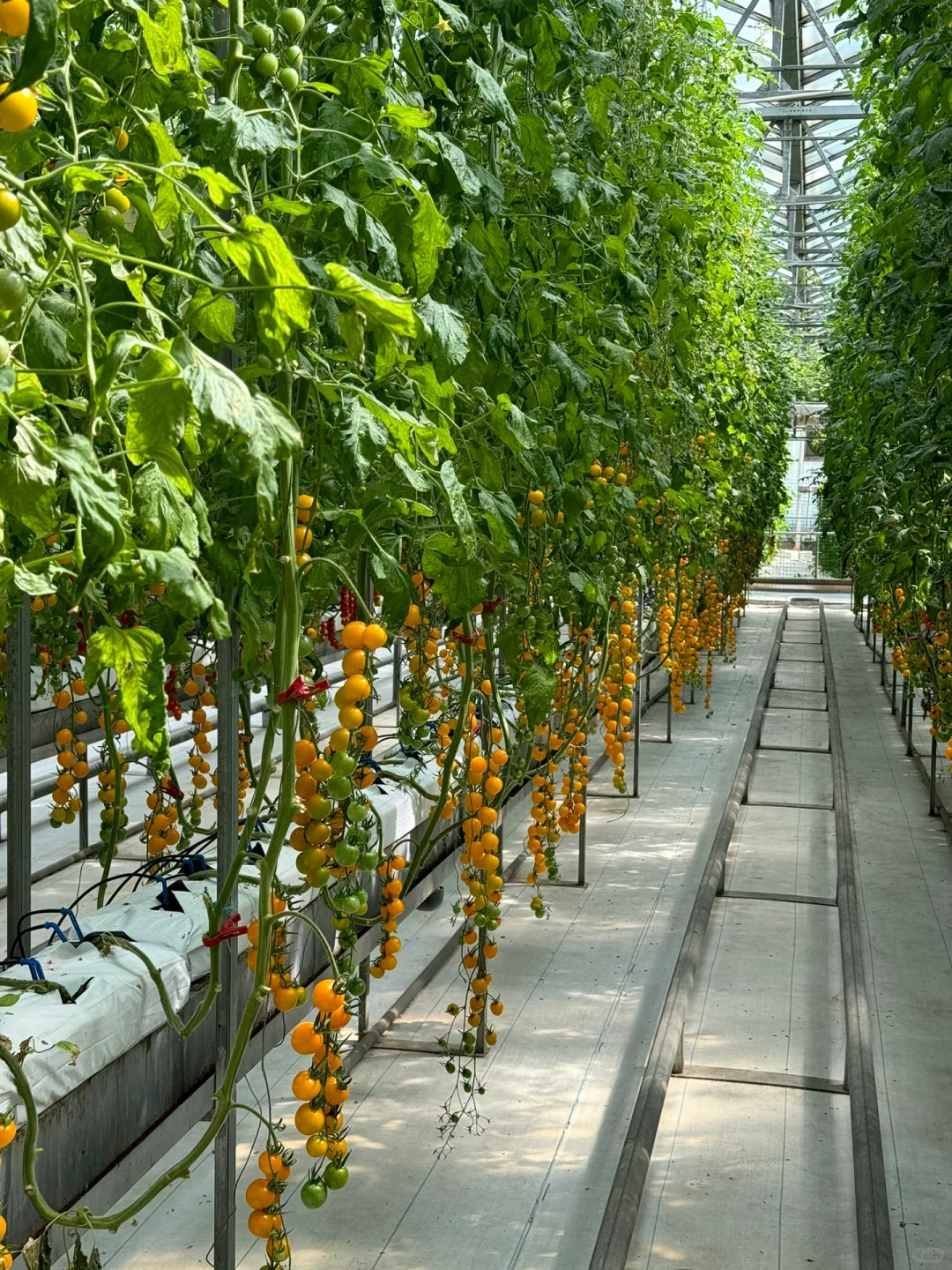 第25届寿光蔬菜博览会导览图