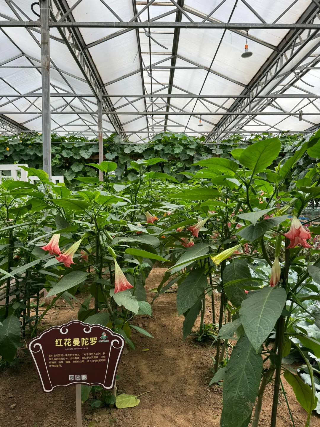 第25届寿光蔬菜博览会导览图