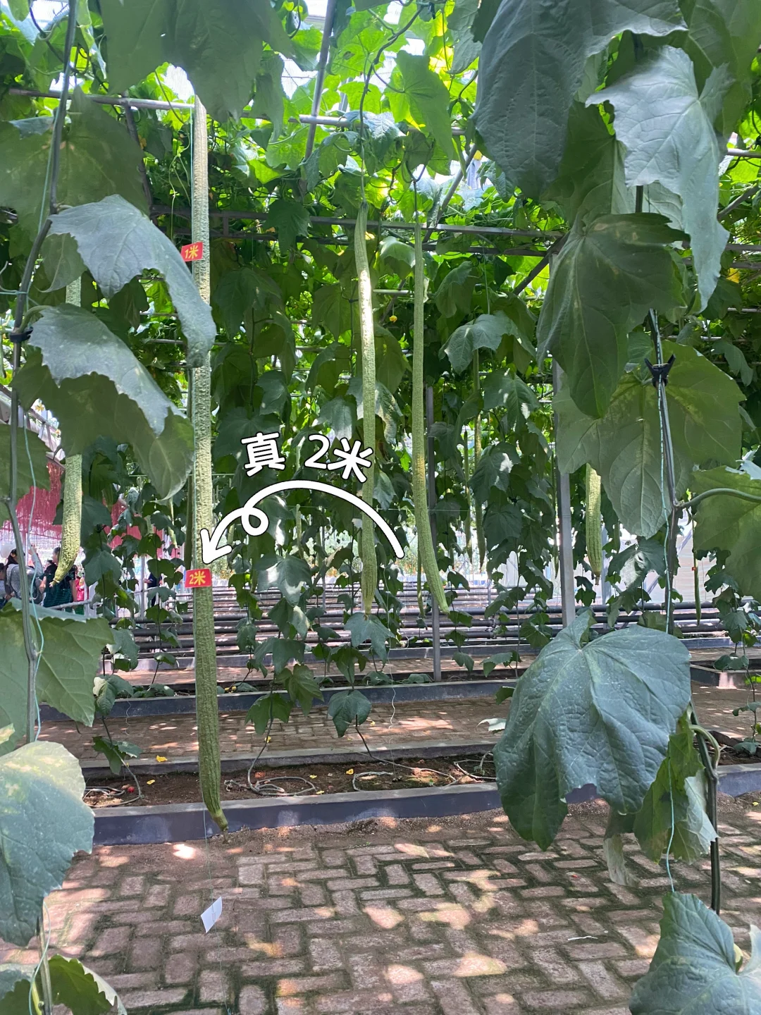 潍坊蔬菜展 值得去嘛❓ ❓ ❓