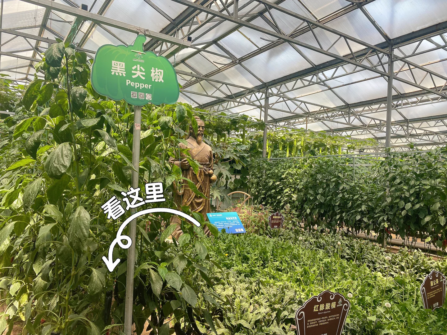 潍坊蔬菜展 值得去嘛❓ ❓ ❓