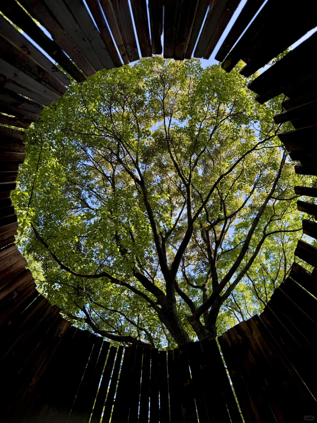 五一上海zui 值得一逛的花展，美到窒息！！?