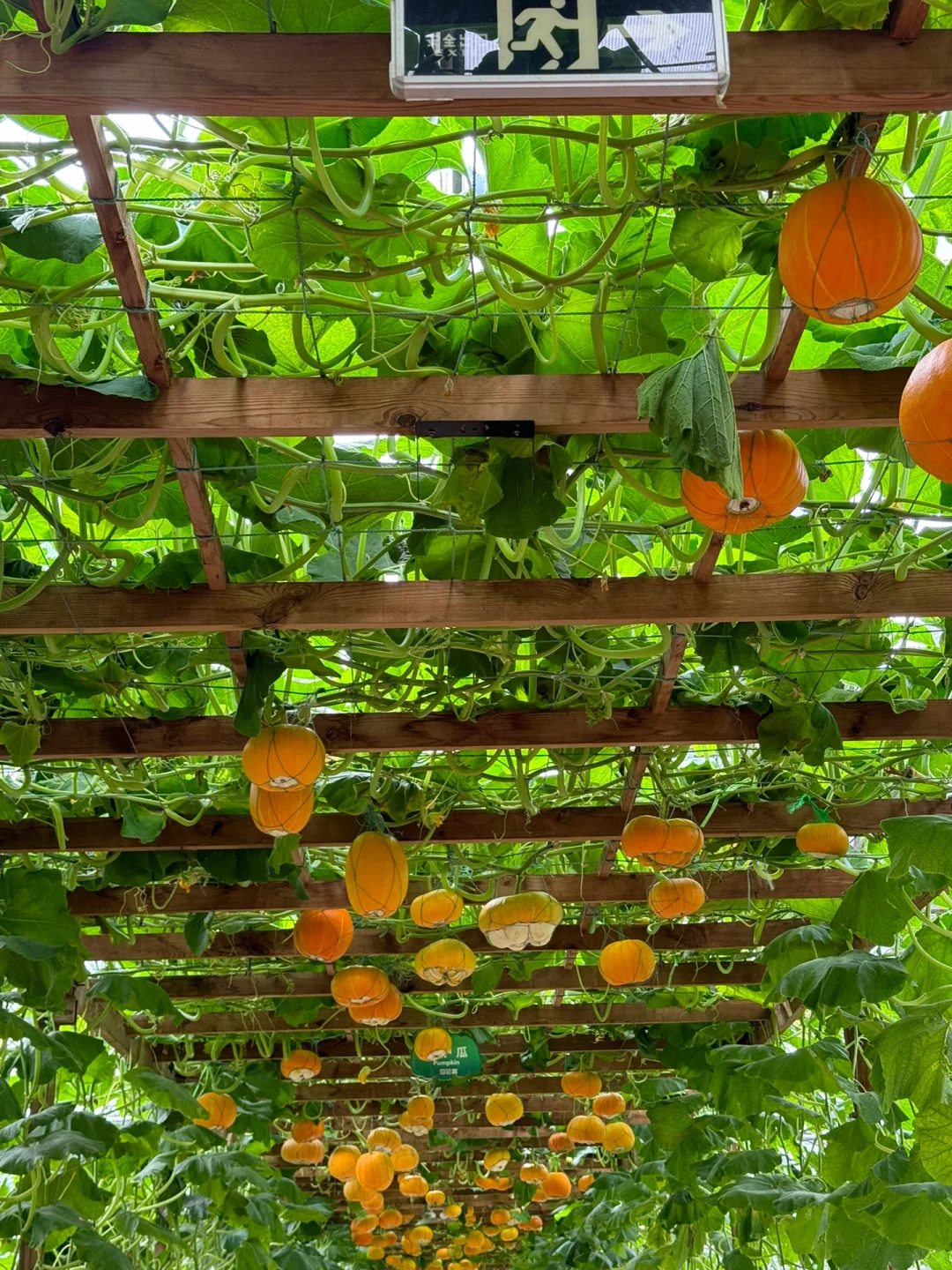 第25届寿光蔬菜博览会导览图