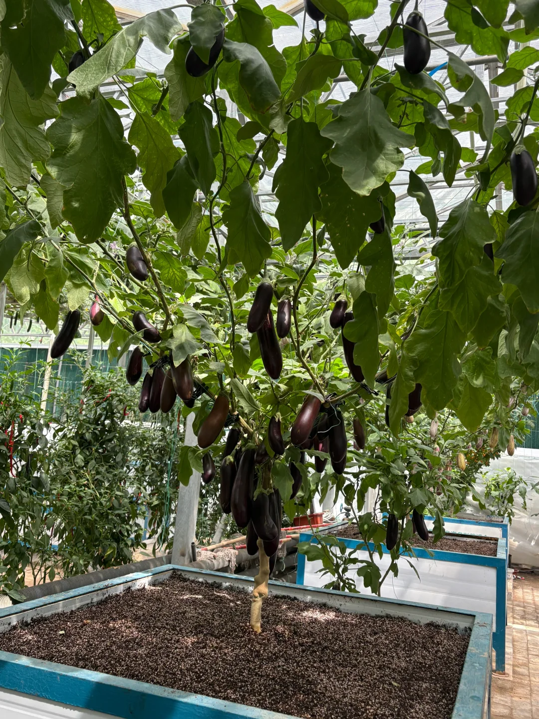 菜博会好久不见