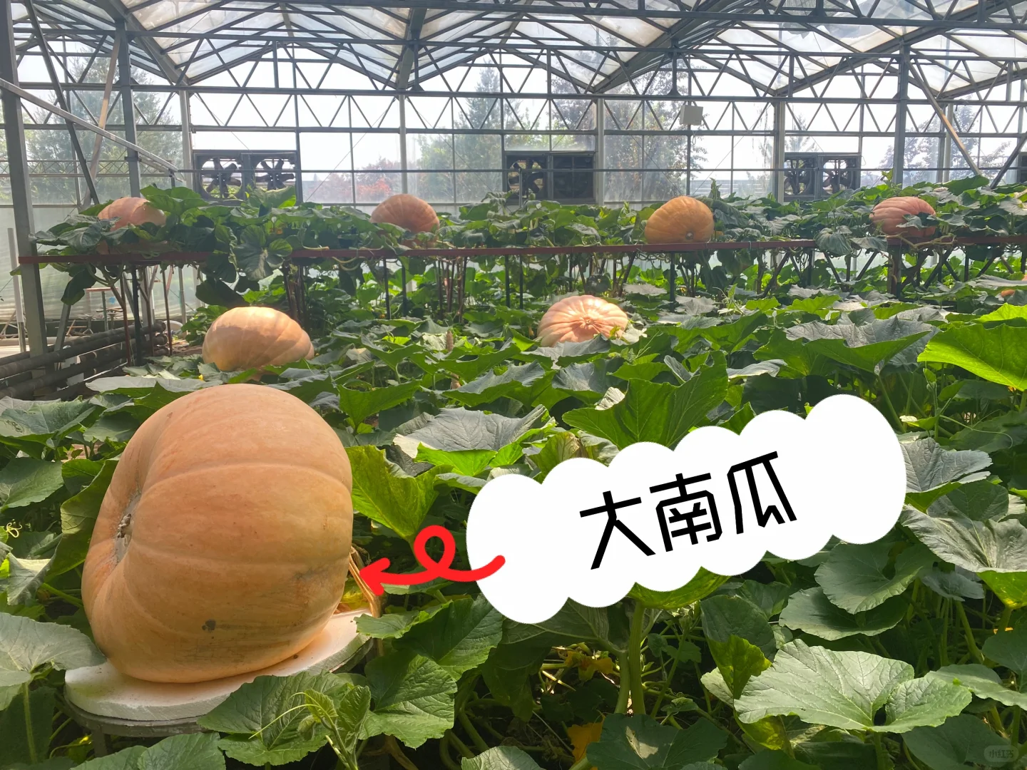 潍坊蔬菜展 值得去嘛❓ ❓ ❓