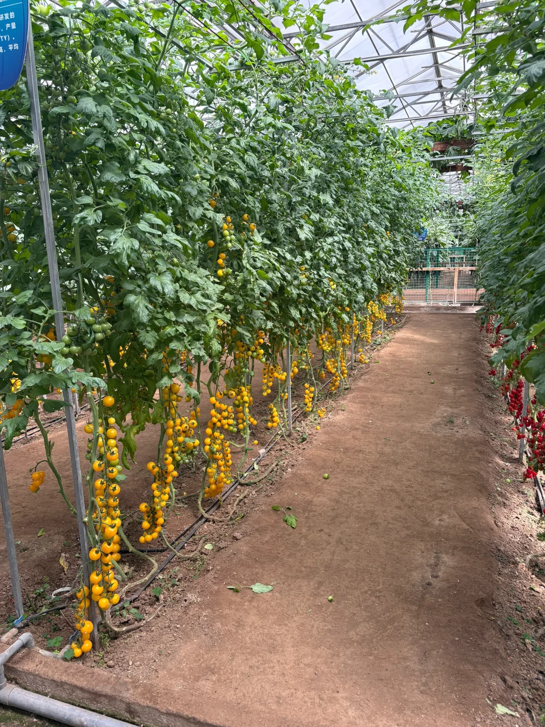 菜博会好久不见