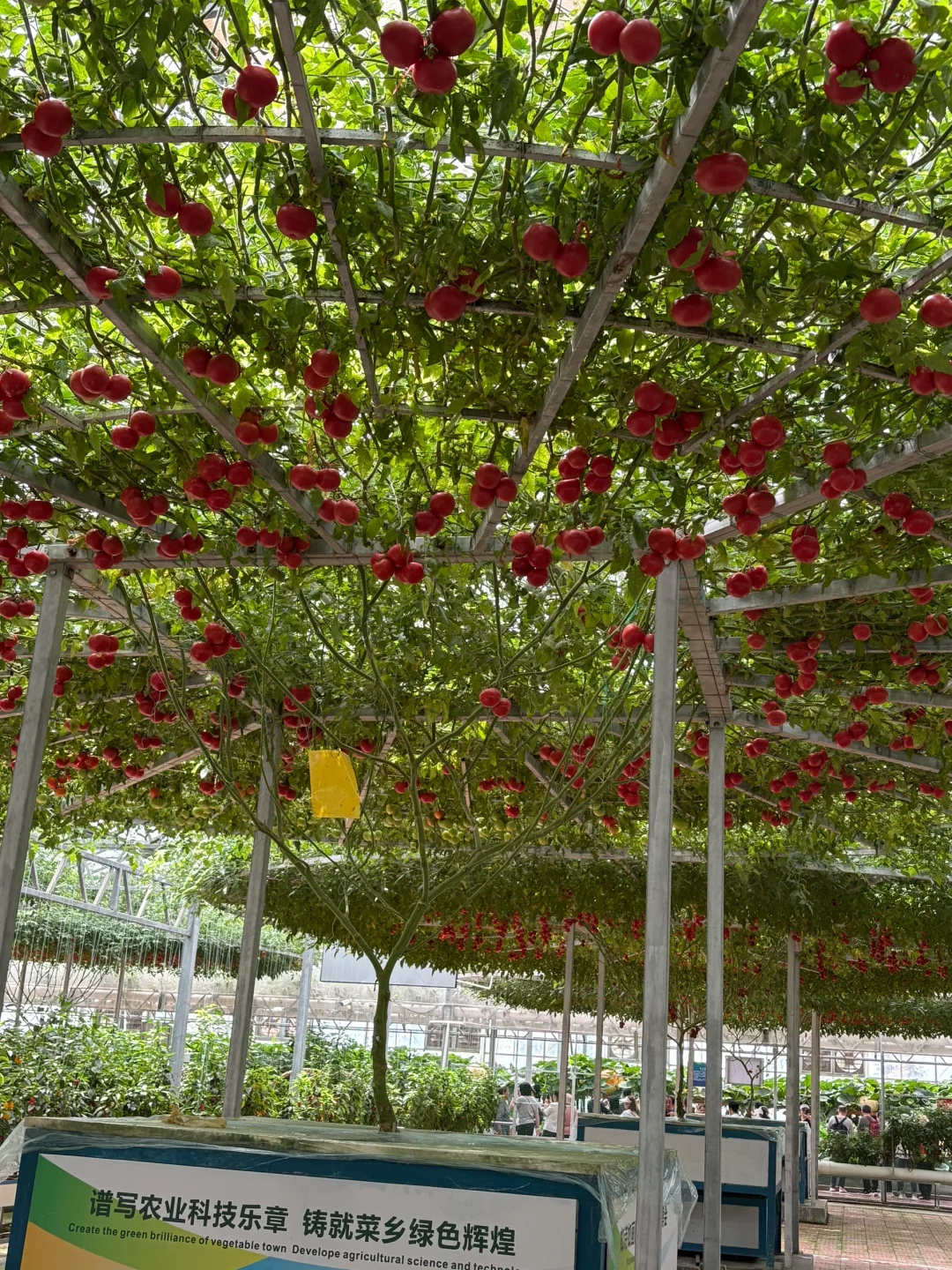 菜博会好久不见