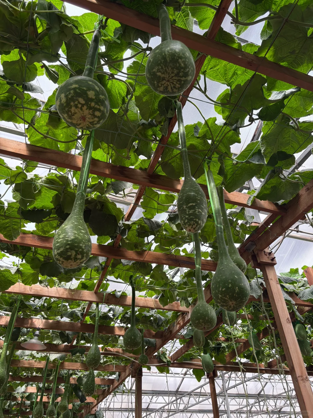 菜博会好久不见