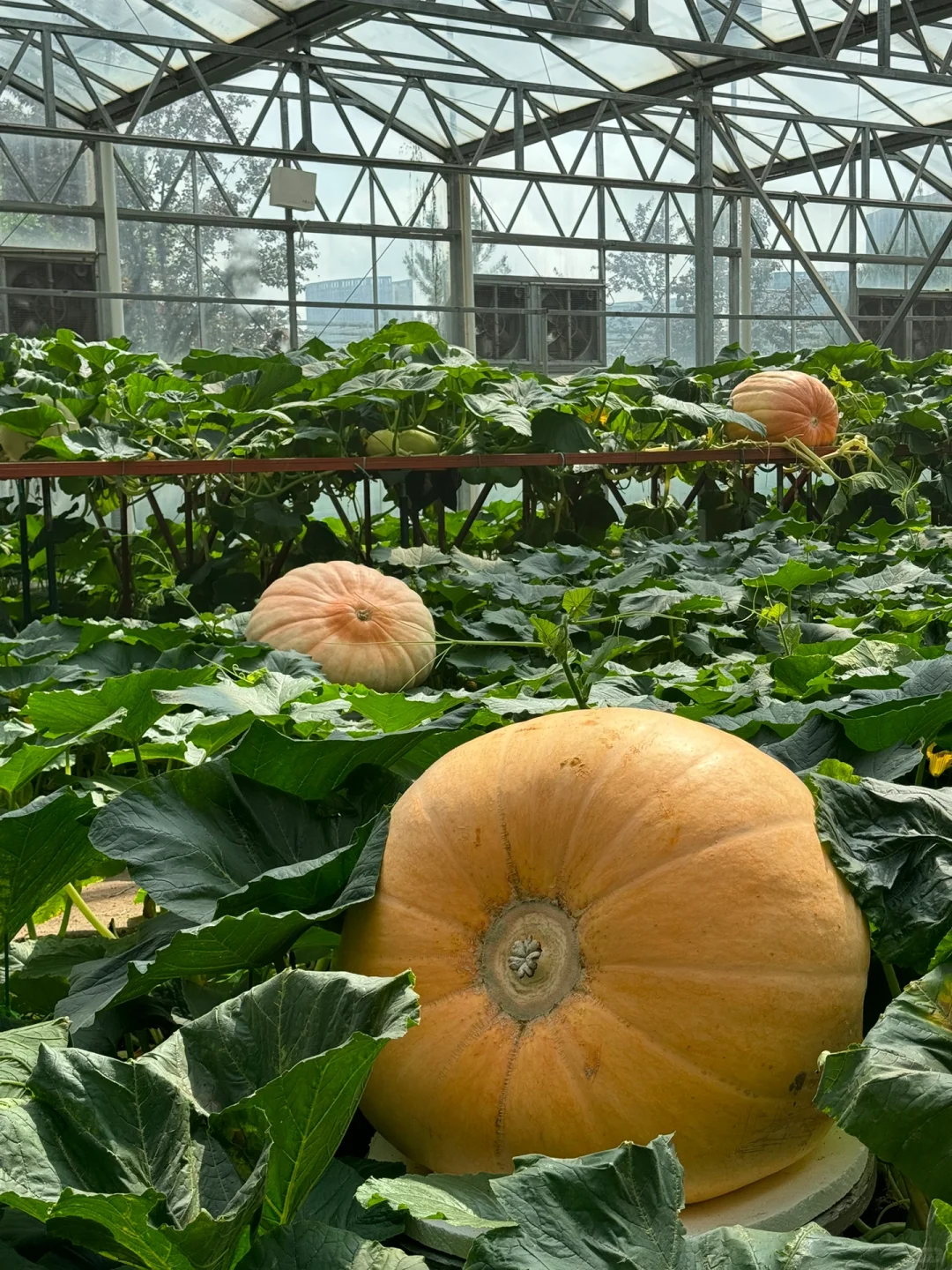 第25届寿光蔬菜博览会导览图