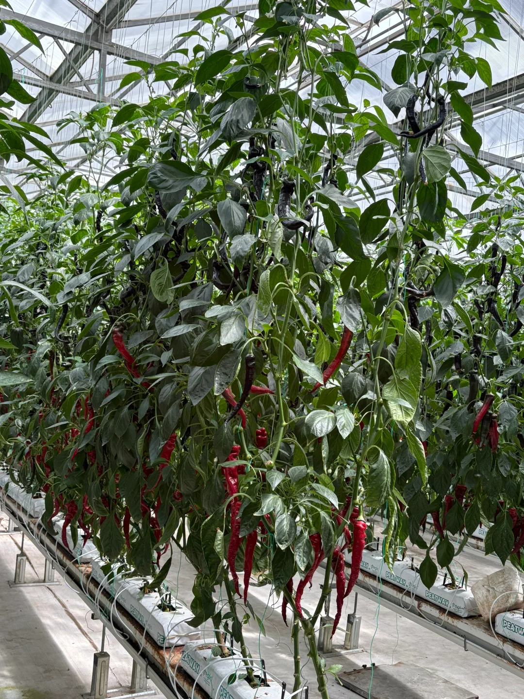 菜博会好久不见