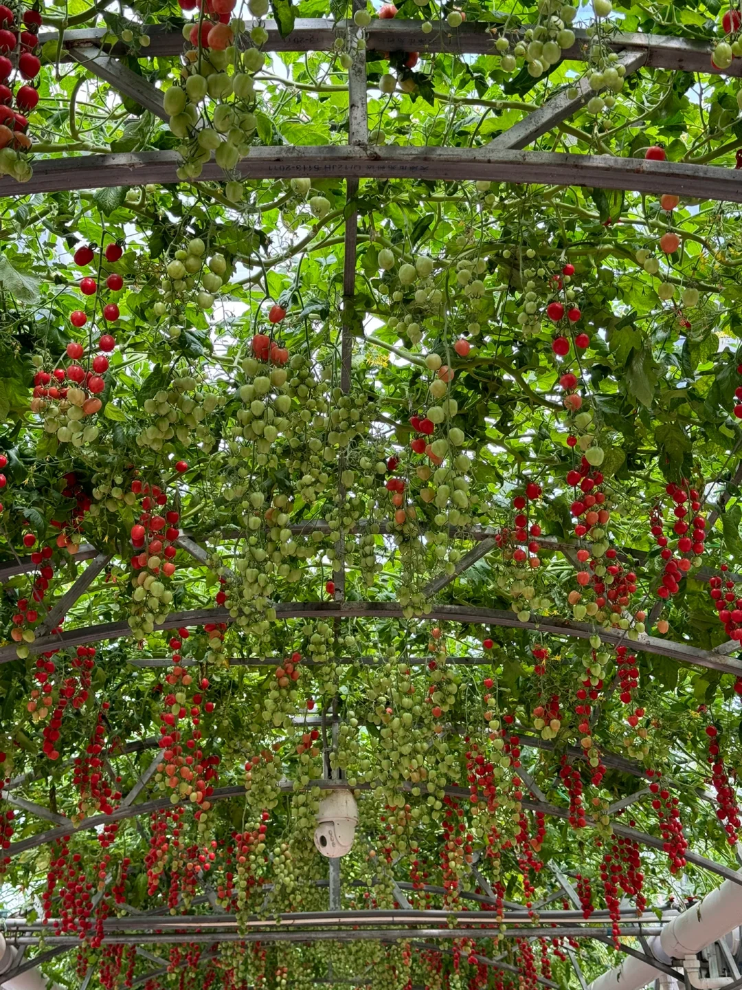 第25届寿光蔬菜博览会导览图