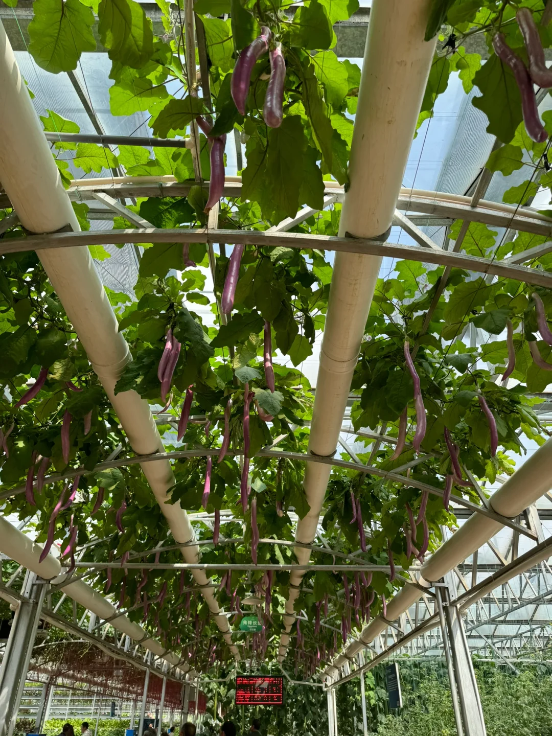 第25届寿光蔬菜博览会导览图