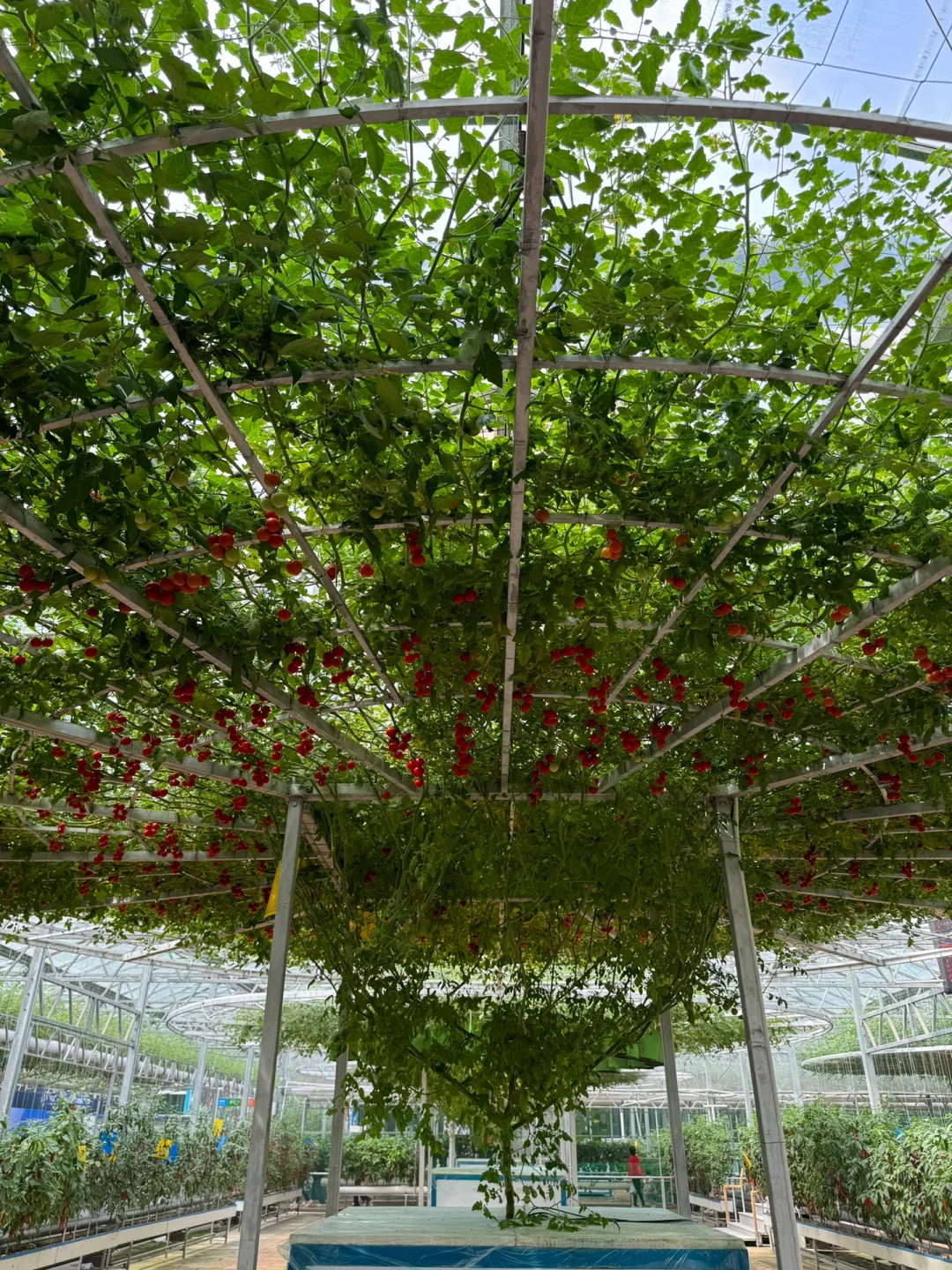 第25届寿光蔬菜博览会导览图