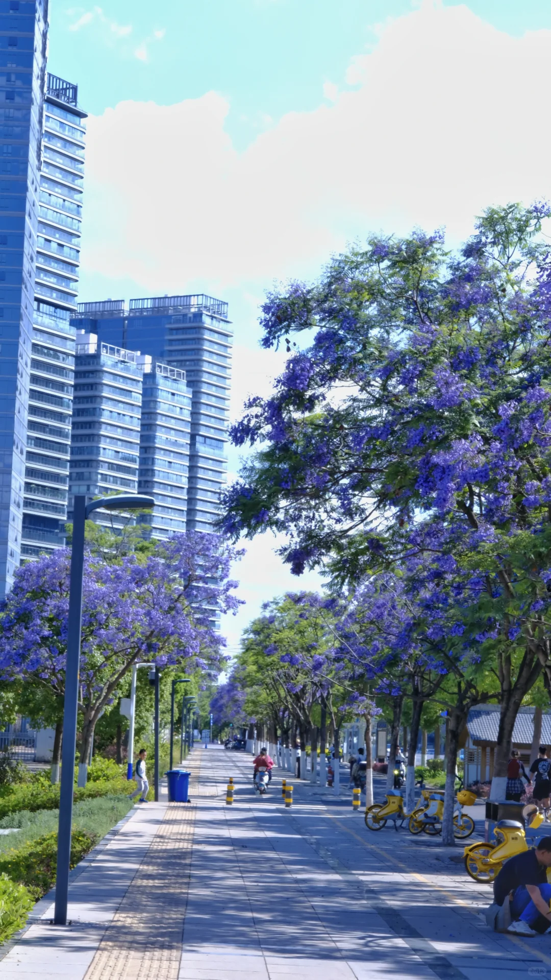 ?滇池会展中心这片蓝花楹秘境美到窒息