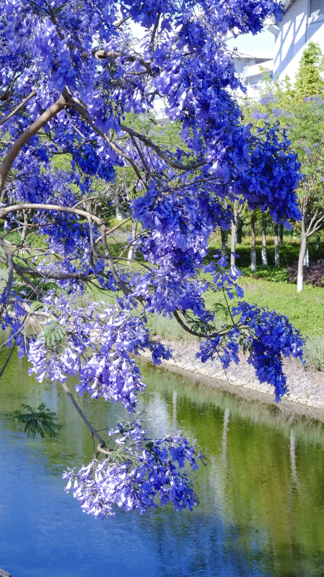 ?滇池会展中心这片蓝花楹秘境美到窒息