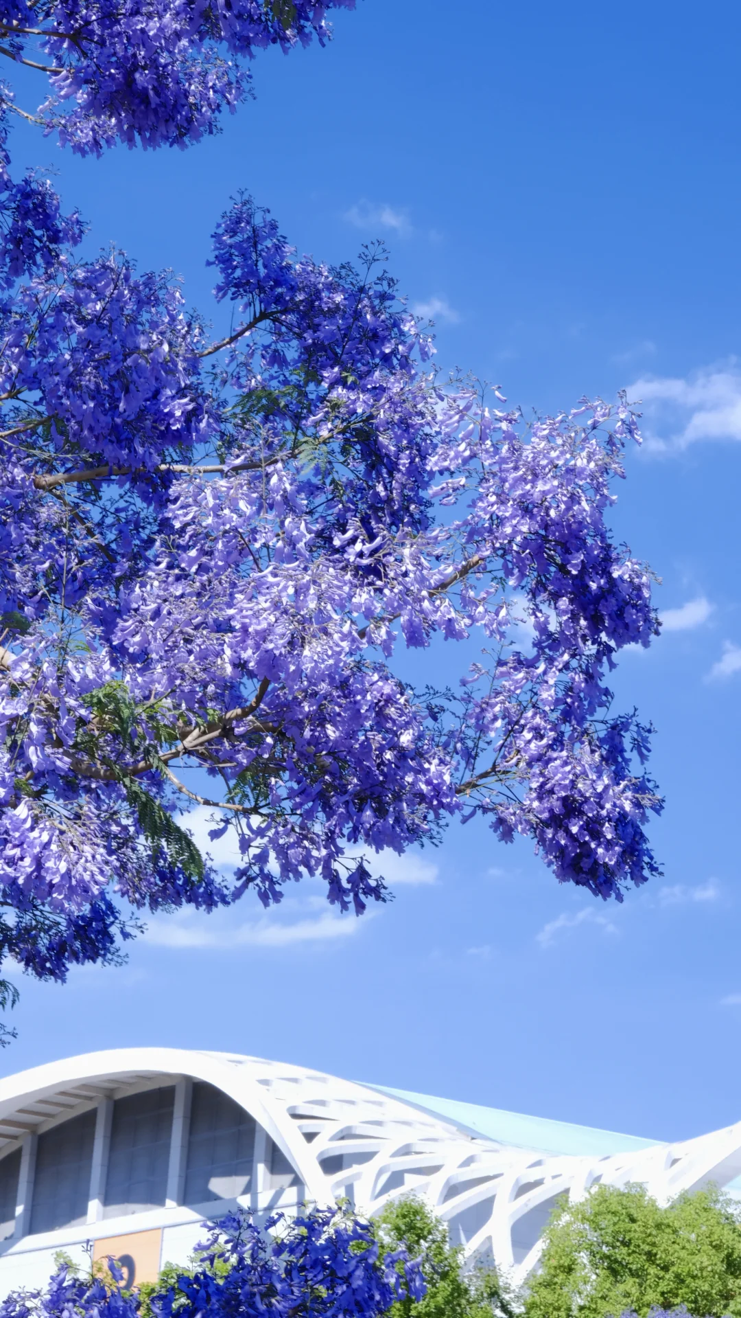 ?滇池会展中心这片蓝花楹秘境美到窒息