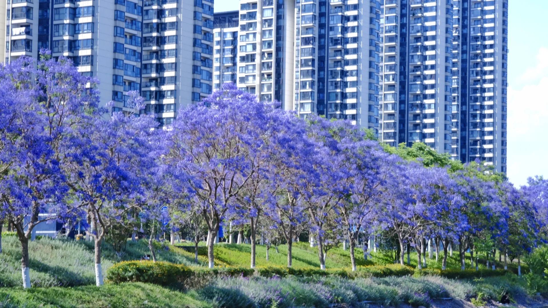 ?滇池会展中心这片蓝花楹秘境美到窒息