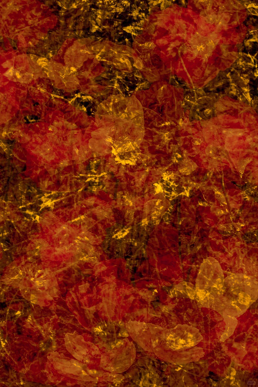 评论赠票！2025影像上海艺术博览会