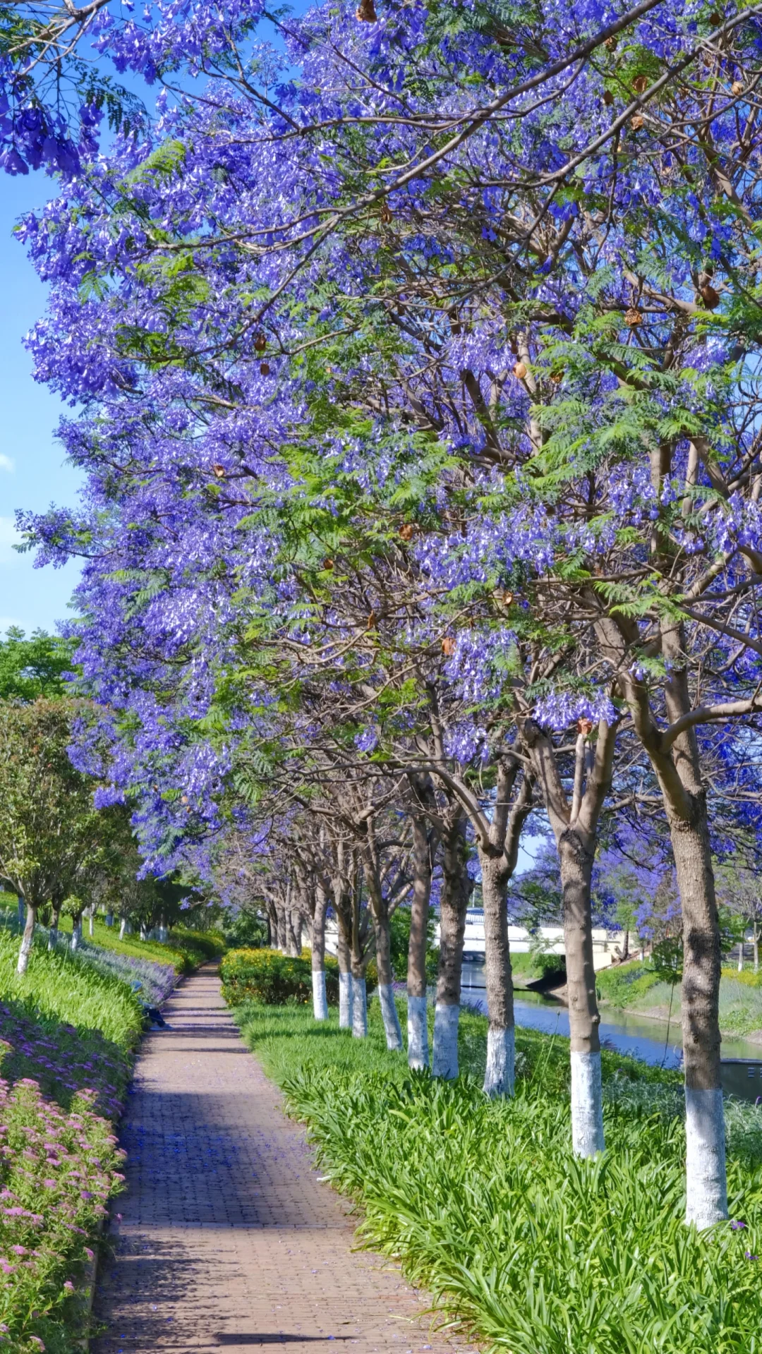 ?滇池会展中心这片蓝花楹秘境美到窒息