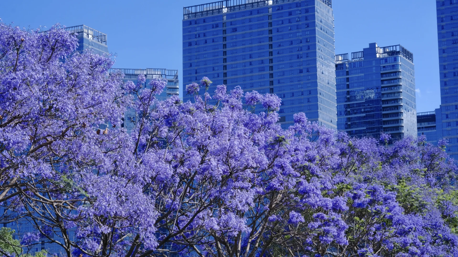 ?滇池会展中心这片蓝花楹秘境美到窒息