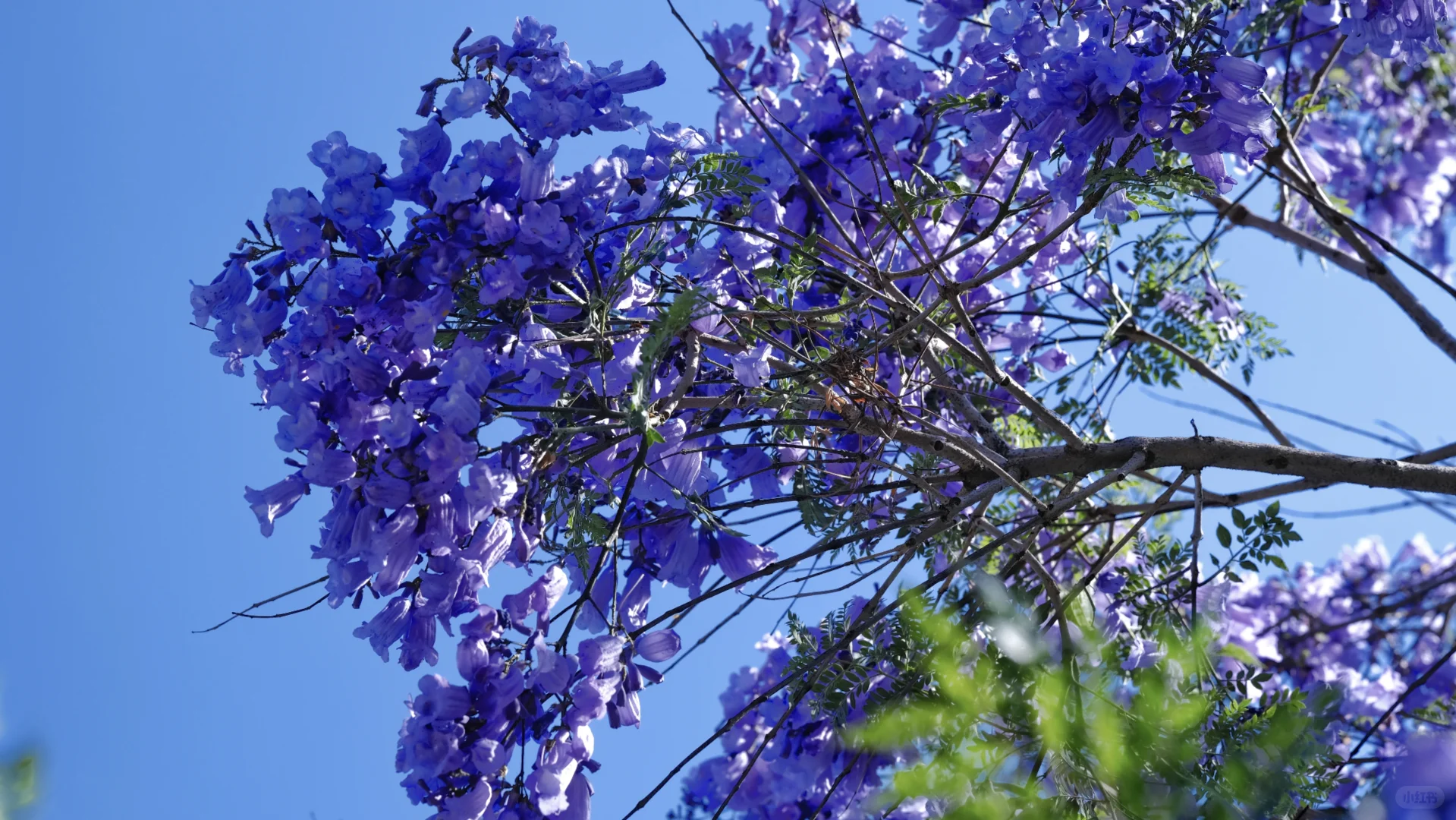 ?滇池会展中心这片蓝花楹秘境美到窒息