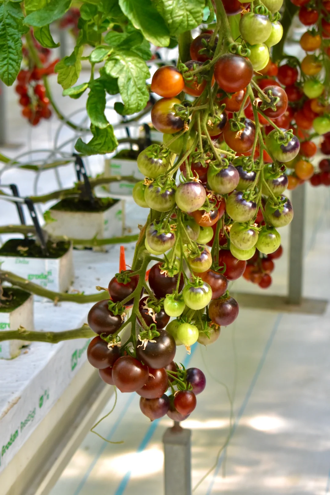 寿光蔬菜博览会 中老年人最好的打卡景点