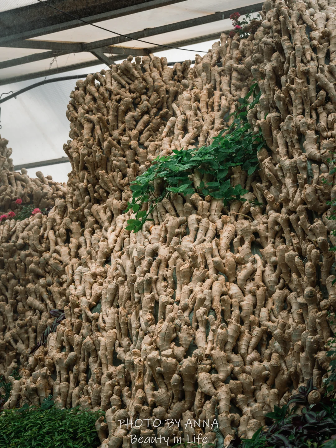 潍坊|寿光蔬菜科技博览会--我国的菜篮子