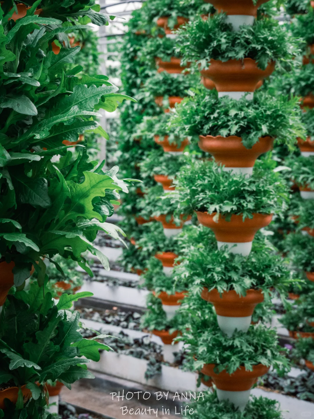 潍坊|寿光蔬菜科技博览会--我国的菜篮子