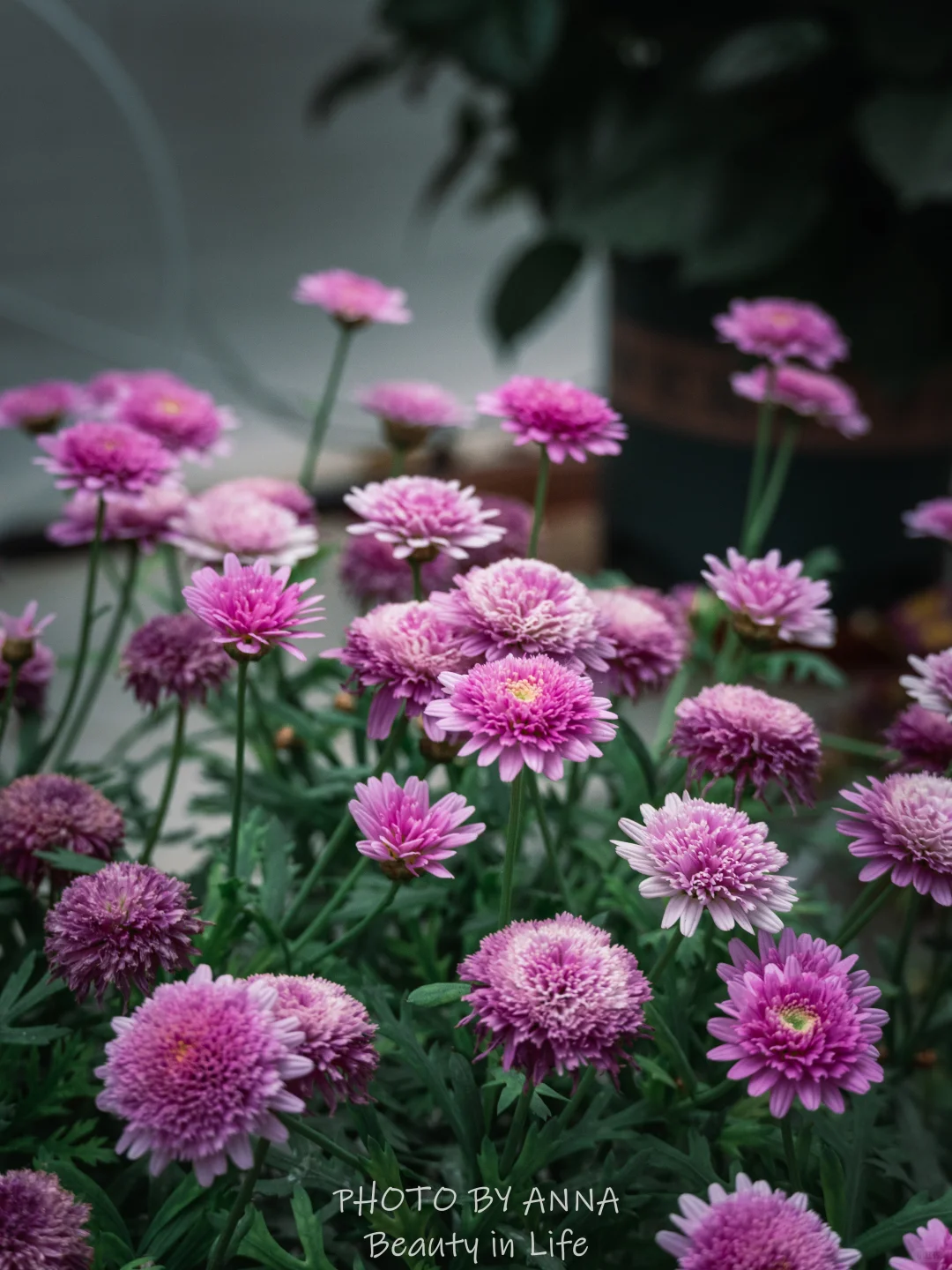 潍坊|寿光蔬菜科技博览会--我国的菜篮子