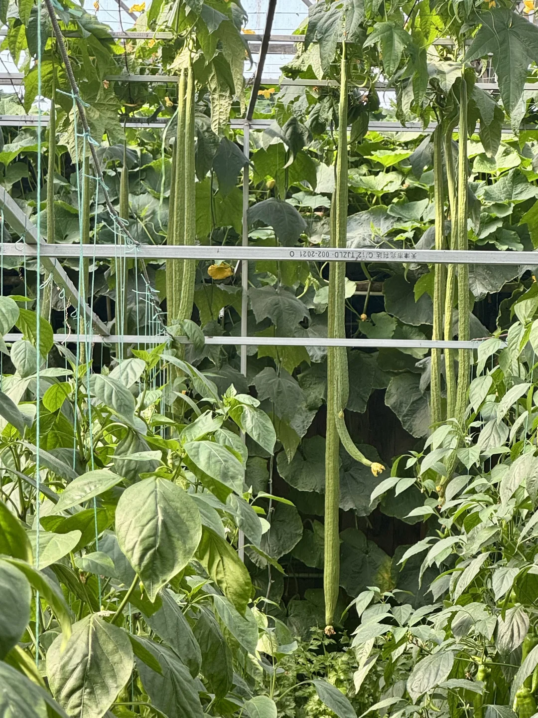 寿光蔬菜博览会 中老年人最好的打卡景点