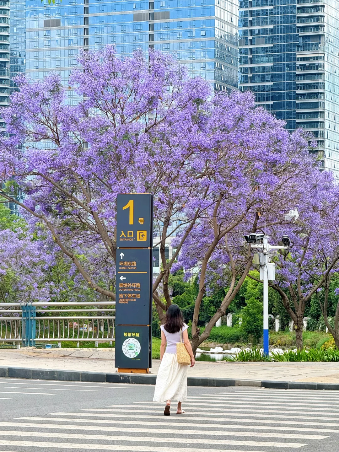 昆明拍蓝花楹一定要来这里，人少好拍～