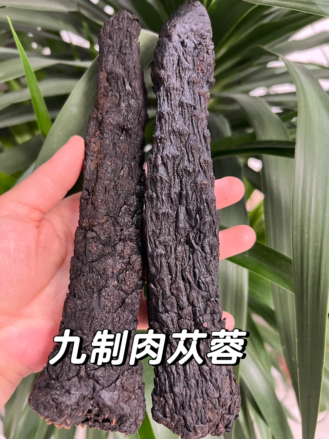 我们家九制黄精被邀请参加展博会啦!!