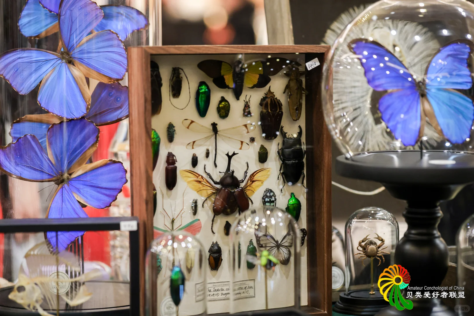 2025年北京国际贝展回顾