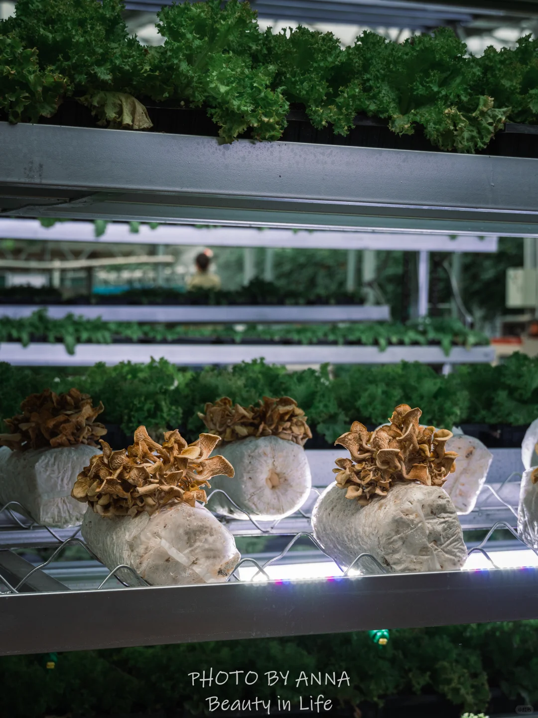 潍坊|寿光蔬菜科技博览会--我国的菜篮子